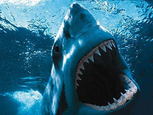 Le requin