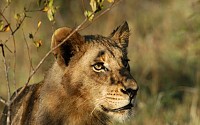 Classement Les animaux les plus rapides au monde
